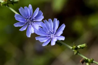 خواص عرق کاسنی chicory