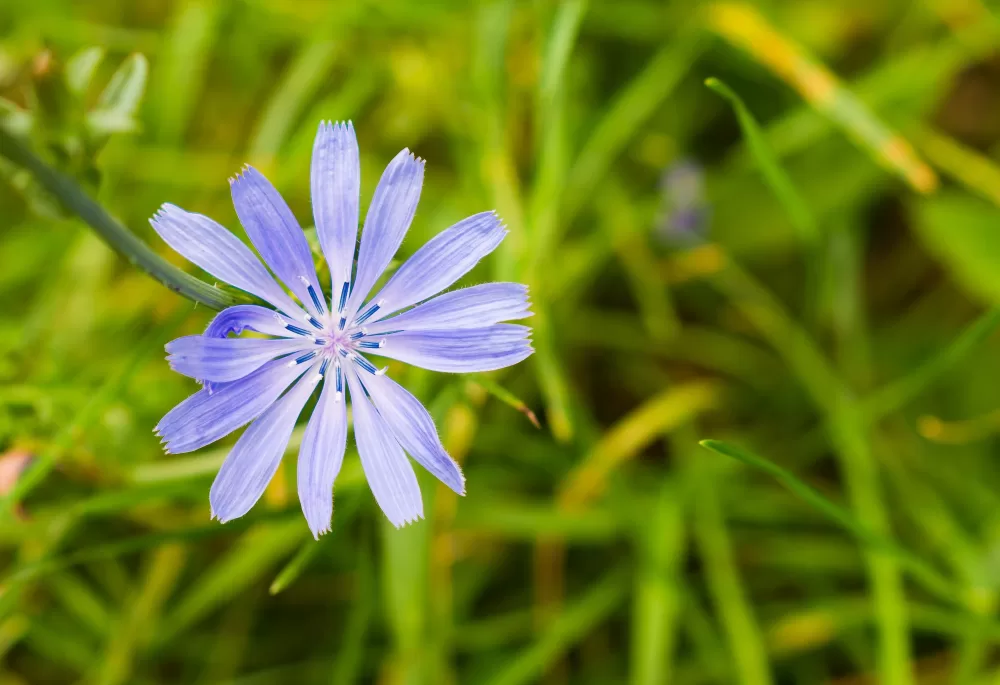 تصویر نزدیک از گل کاسنی Closeup of common chicory in a garden
