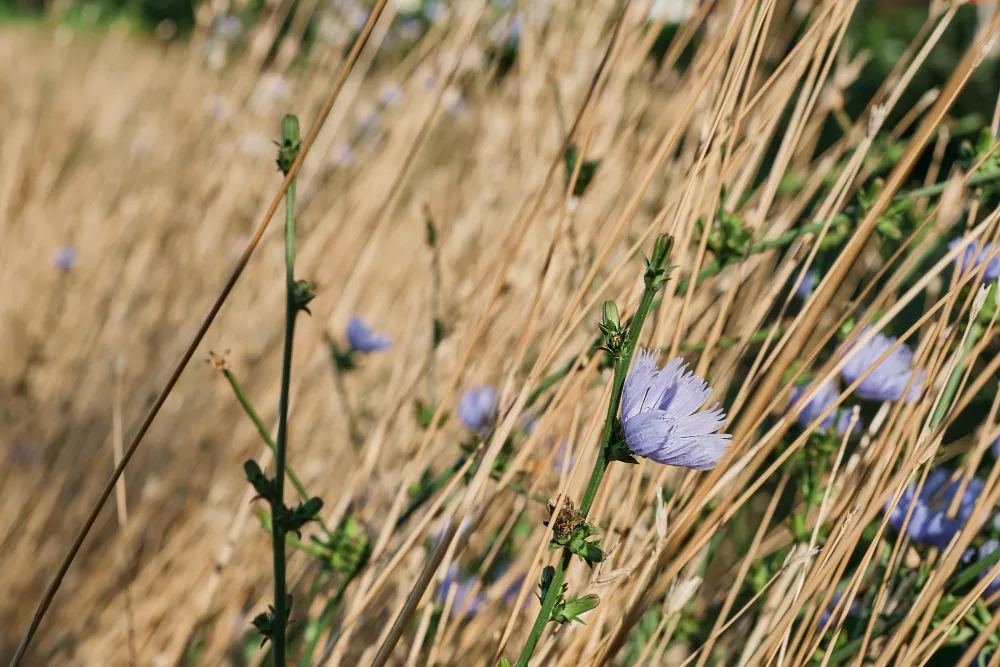 عکس بوته کاسنی Chicory flowers among dry grass