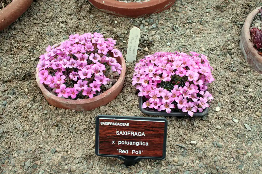 عکس گل ساکسی فراگا - انتخاب گیاه برای خانه