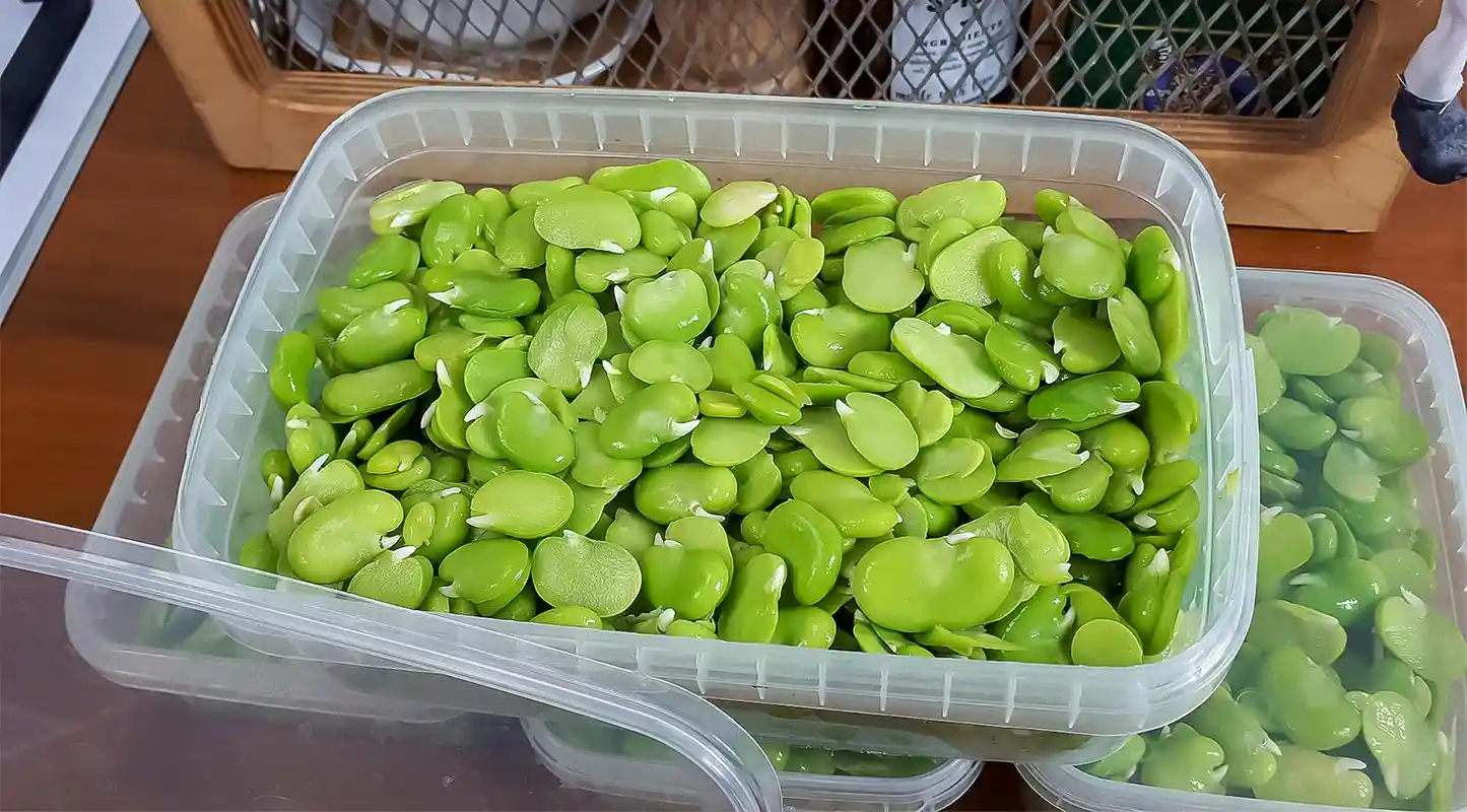 بلانچ کردن باقالی برای زمستان به روش اصولی و ماندگار 1 نحوه بلانچ کردن باقالی